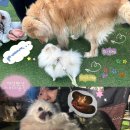 제일애견 | 애견동반펜션] 불멍도 애견운동장도 가평천도 좋지만 폴리가 제일이던 리버마운틴펜션 애견동반...