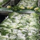 수 농장 이미지