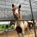 퀸즈승마장 이미지