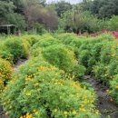 칠보농장 이미지