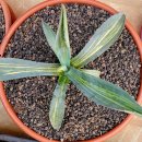 아메리카나 이미지