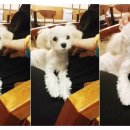 포들포들 이미지