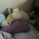 드린겐 애견테마파크 이미지