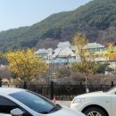 온천4구할머니 경로당 | 2024 구례 산수유꽃축제 후기 기간 개화 시목지 군락지 전남 봄축제