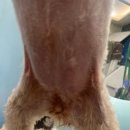 개르띠에 이미지