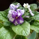 세인트폴리아 이미지