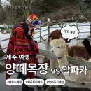 수영목장 | 제주시]아이와 함께 가볼만한곳 제주양떼목장 vs 도치돌알파카목장｜제주투어패스·먹이주기체험...