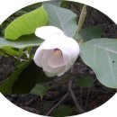 5. 동이(東夷) 요제조선(堯帝朝鮮)