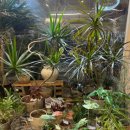 플라워&홈가드닝 | 김포 크리스마스 꽃선물 찾다가 반한 가드닝 감성, 집들이 선물 후기 🎄