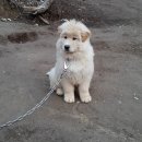 자룡농장 이미지