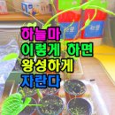 왕성 이미지