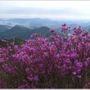 내서읍704 | 산세·조망·진달래 삼박자 갖춘 마산·함안의 광려산·대산