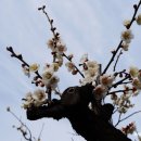 아름다운 꿈 이미지