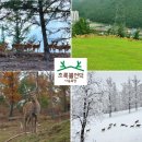 꿈벌사슴목장 | 꽃사슴과 커피 한 잔? 태백 초록뿔언덕 카페의 초록 힐링 루트