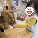 아로펫그루밍 이미지