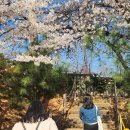(주)제일화학 | SK인천석유화학 벚꽃동산 첫날 후기🌸 (4.7~4.12, 지금 아니면 끝)