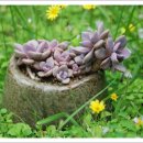 사랑한스푼 이미지