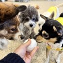 데일리 댕댕 이미지