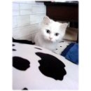 블루아이