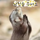 민채
