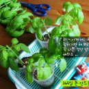 식탁위의텃밭 이미지