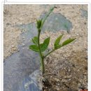 아피오스 재배법 이미지