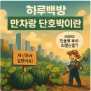 🥇당도 최고! 만차랑 단호박이란? 일반 단호박과 비교해봤어요