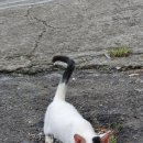 푸마농장 이미지