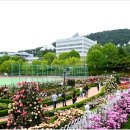 조선대학교 장미원 이미지