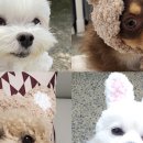 도도한강아지