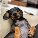 웨그독 | 더블리스풀독 클래러리 독 코롱 강아지향수 ! 사람이 쓰기에도 좋아