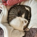 하태흥반려동물의료센터 | 고양이 요로결석 사료 수술없이 혈뇨 멈춤!