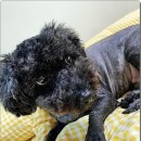 마마스미독 강아지분양 대전점 이미지