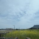 성산러브 | 성산일출봉 근처 태교여행 기록하기 제주 가성비 스냅 제주동쪽사진관 만삭촬영 내돈내산후기