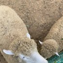 큰집목장 이미지