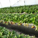 표씨농장 이미지