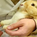 차오름동물병원 이미지