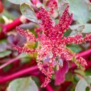 아마란스 이미지