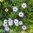 애니닭갈비 이미지