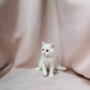 칼리헤어 이미지