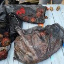 동해-단속-26 이미지