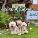 라떼뚜이 | [천안/이아오마이] 유량동 애견동반 브런치카페 내돈내산 후기🐶