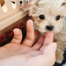 신통방통 동물병원 이미지