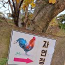 자연정 이미지