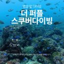 제주스쿠버다이빙 ㅣ 제주스킨스쿠버 ㅣ 더퍼플스쿠버다이빙 솔직후기