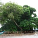 완도 미라리 상록수림 이미지