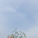 참나리 이미지