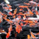 진천관상어 이미지