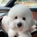 그루미뇽 이미지