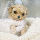 일산강아지분양 라펫 이미지